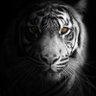 Profilbild von Tiger