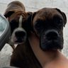 Chrysi Greer's profile picture