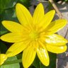 Фото профиля Browny