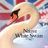 Native White Swan 的头像