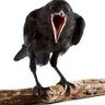 Profilbild von Robert Crowne