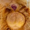 CatButthole 的头像