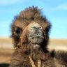 Фото профиля Ботго🐫
