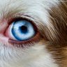Фото профиля Barking_Digits
