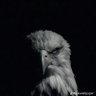 Profilbild von FAISAL •