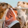 محمد الجنوبي . 的头像
