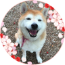 ろみきち's profile picture