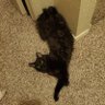 Lis profil fotoğrafı