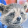 Profilbild von Rocket Raccoon
