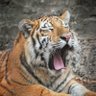 🏳️🌈回籠教教主🐾 profil fotoğrafı