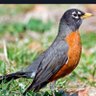 angrybirds_245 profil fotoğrafı