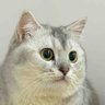 Daily Cats Share 的头像