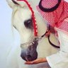 المرحومdhmhsynljhmy 的头像