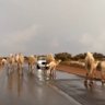 ابو عبدالعزيز الشمري🇸🇦 的头像