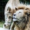 Samia_Tareen's profile picture