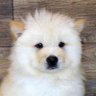 ChowChow profil fotoğrafı