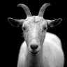 Guilherme's profile picture