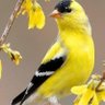 AzizLiLo 𝓑𝓵𝓮𝓼𝓼𝓮𝓭 𝓓𝓪𝔂 profil fotoğrafı