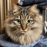 ボンボクラ profil fotoğrafı