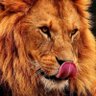 Profilbild von LM Hasmanyze