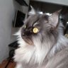 Kiko El Doger's profile picture