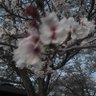 さぎ's profile picture