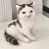𝚗𝚎𝚔𝚘𝚋𝚘𝚘𝚖's profile picture