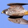 Фото профиля khaled.falcon