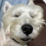 Profilbild von ポッポリン