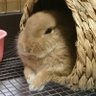 ねざーらん丸's profile picture
