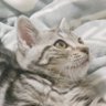 2代目 にゃーまんゆうき🌈🌈🐾🐾 的头像