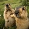 Фото профиля ここはおれが
