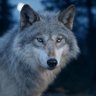 S.1104魔裟🐺's profile picture