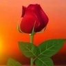 Tanu Aml's profile picture