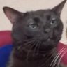 Profilbild von Marinho