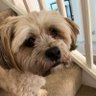 Tommy Two Shoes's profile picture