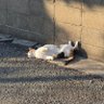 ねこいぬ 的头像