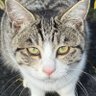 ねこ、クサイ 的头像