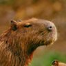 Profilbild von Капибарыч