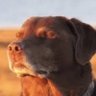 Profilbild von Disambiguator Dog