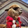 Peruano sin filtro's profile picture