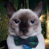 Profilbild von Charlie The Cat