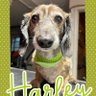 Profilbild von Harley
