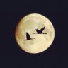 Profilbild von هدوء