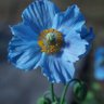 Profilbild von happyflower