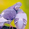 Фото профиля Devbabu211