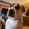 Nedd_Telsen's profile picture