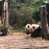 无限人 的头像