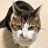 Profilbild von るねこ l'uneco🌈🐺
