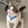 きょーこ 的头像